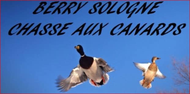 berry sologne canards