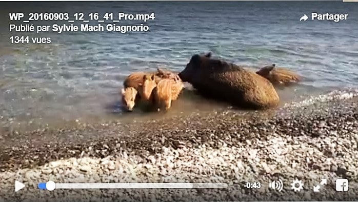 Vidéo : Les sangliers à la plage !