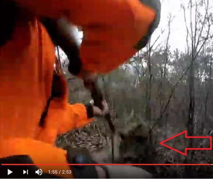 Vidéo : Grosse charge de sanglier mais très mauvaise tenue de l'arme !