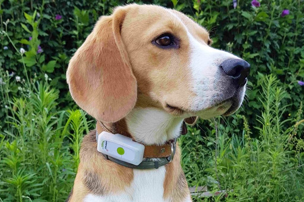 Collier GPS pour chien : WEENECT dogs 2.