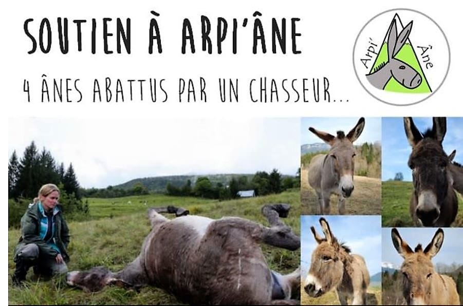 Un "chasseur" SUISSE assassine quatre ânes en Savoie ! Appel à votre générosité.